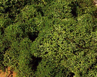 Heki 3218 - Islandmoos mittelgrün, 30 g