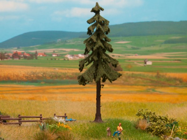 Noch 21924 - Hochstamm-Wetterfichte, 14,5 cm hoch